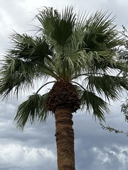 Washingtonia filifera