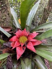 Canistrum cyathiforme