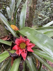 Canistrum cyathiforme