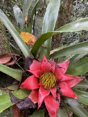 Canistrum cyathiforme