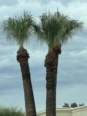Washingtonia filifera