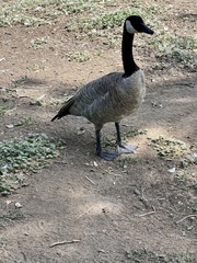 Branta canadensis