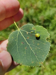 Harmandiola tremulae