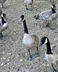 Branta canadensis