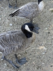 Branta canadensis