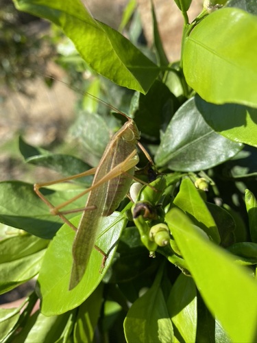 iNaturalist observation photo of Scudder's Bush Katydids
