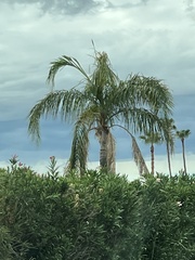 Syagrus romanzoffiana