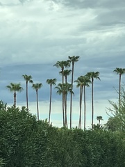 Washingtonia robusta