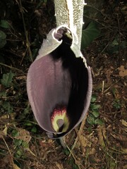 Dracontium spruceanum