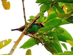 Tangara chrysotis