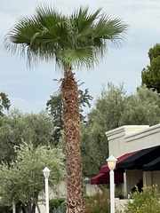 Washingtonia filifera