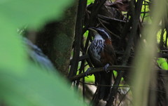 Pomatorhinus musicus