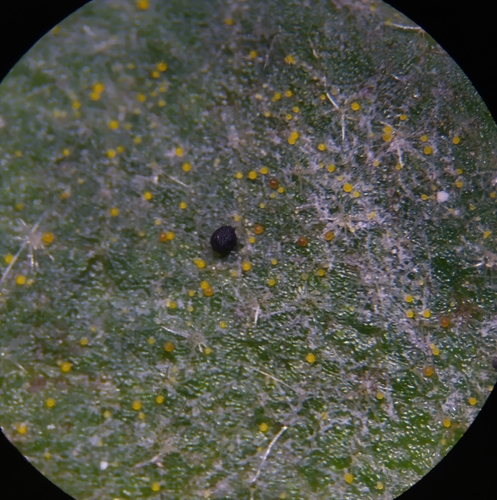 Erysiphe viburni