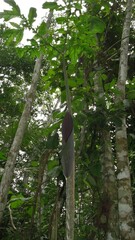 Dracontium spruceanum