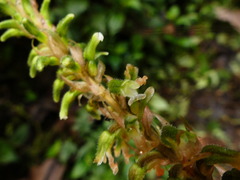 Microchilus