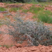 Acacia victoriae arida - Photo (c) Arthur Chapman, some rights reserved (CC BY-NC-SA), uploaded by Arthur Chapman