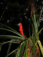 Aechmea hoppii