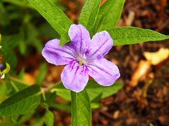 Ruellia pedunculata