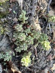Sedum rupicola