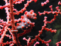 Hippocampus bargibanti