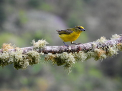 Euphonia concinna