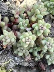 Sedum rupicola