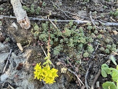 Sedum rupicola
