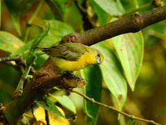 Euphonia concinna