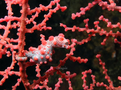Hippocampus bargibanti