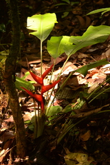 Heliconia stricta