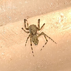Spartaeinae
