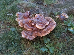 Ganoderma sessile