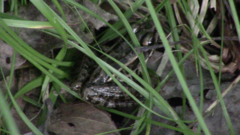 Lithobates palustris