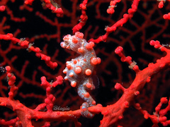 Hippocampus bargibanti