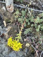 Sedum rupicola