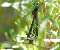 Somatochlora ensigera
