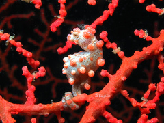 Hippocampus bargibanti