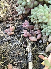 Sedum rupicola