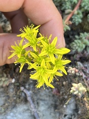 Sedum rupicola