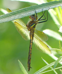 Somatochlora ensigera