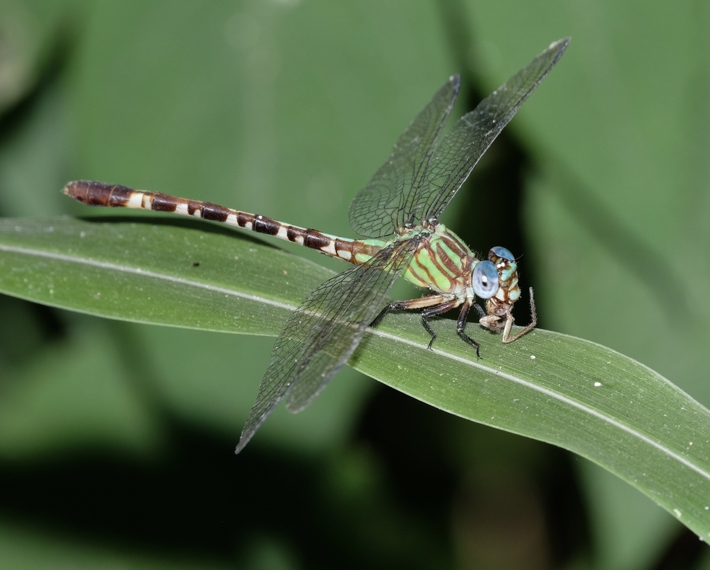 Blue-faced Ringtail