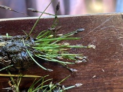 Eleocharis intermedia