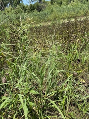 Leptochloa panicoides