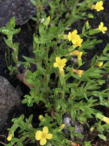Gratiola aurea