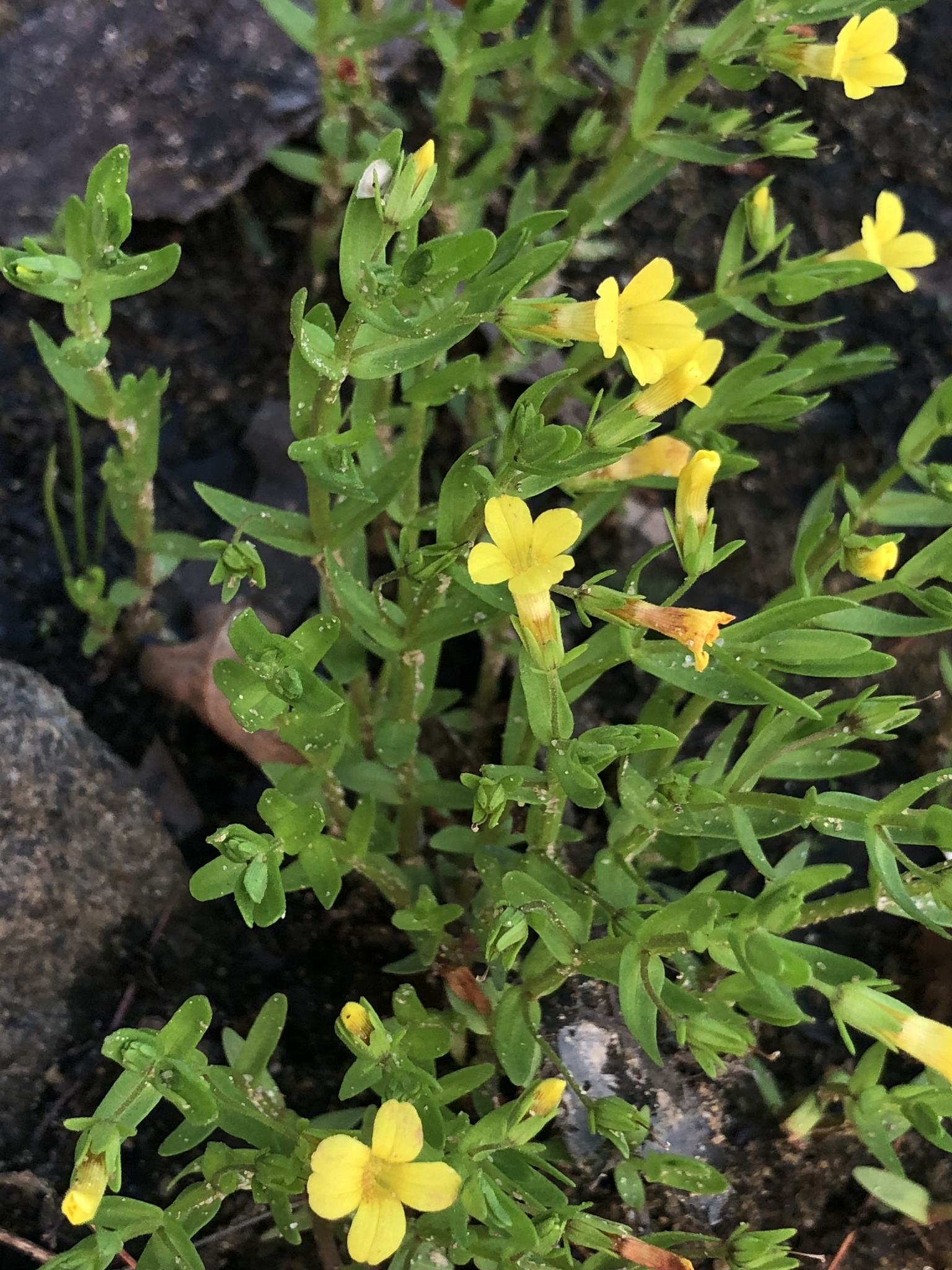 Gratiola aurea