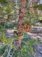 Gymnotelium blasdaleanum