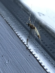 Maccaffertium modestum