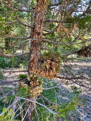 Gymnotelium blasdaleanum