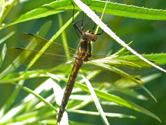 Somatochlora ensigera