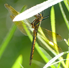 Somatochlora ensigera